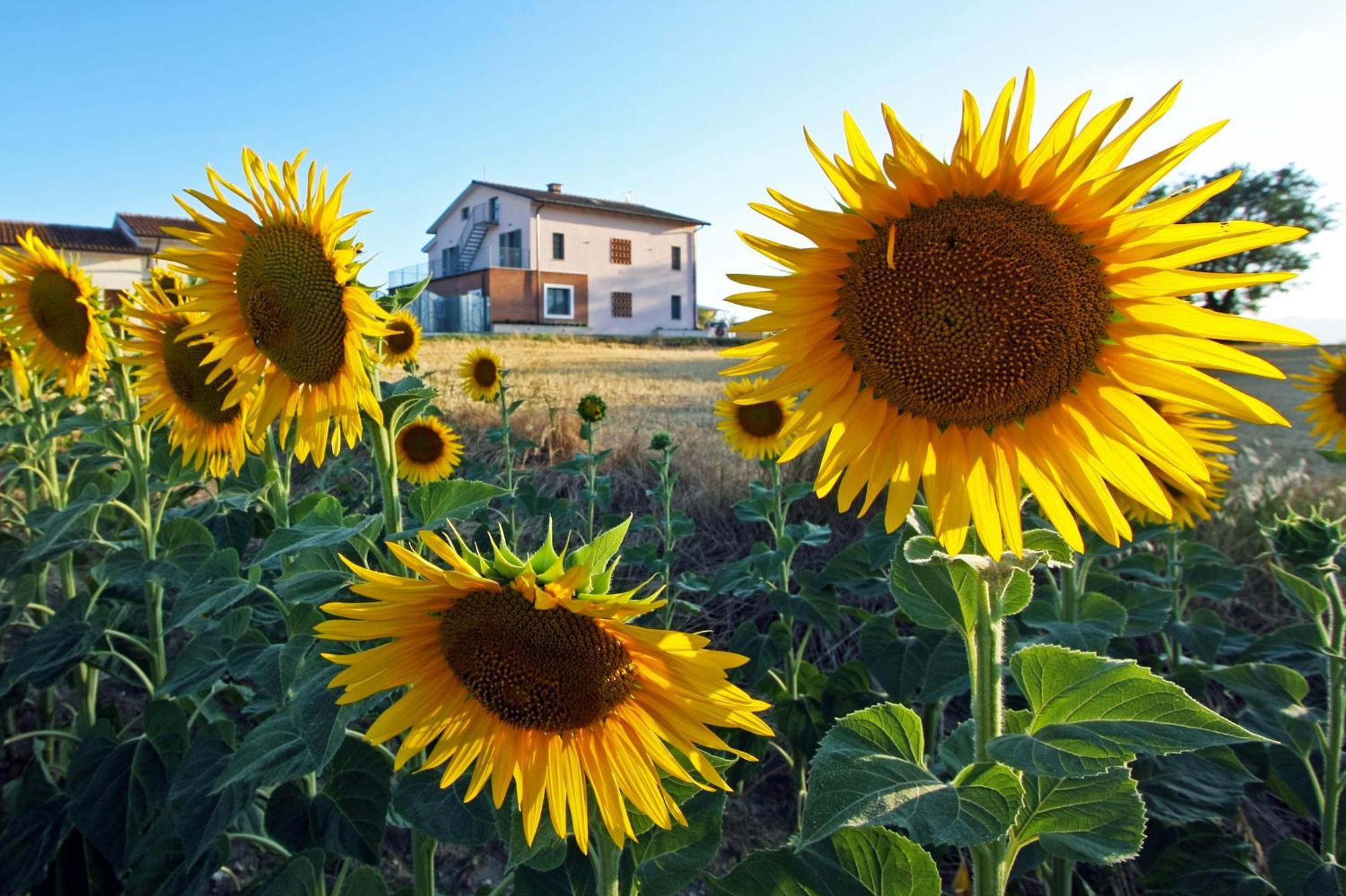 La Collina Del Girasole Villa Montecastrilli Exterior photo